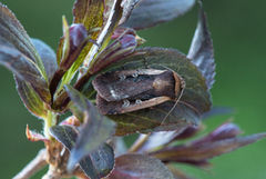 Hvitkantfly (Ochropleura plecta)