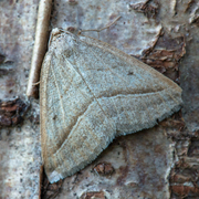 Bregnemåler (Petrophora chlorosata)