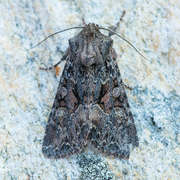 Brunt lærfly (Mniotype adusta)