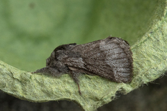 Hagtornspinner (Trichiura crataegi)