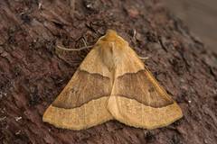 Bølgemåler (Crocallis elinguaria)