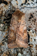 Skogteglfly (Diarsia mendica)