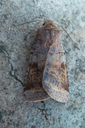 Skogteglfly (Diarsia mendica)