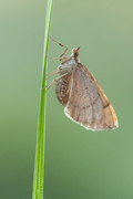 Blåbærmåler (Eulithis populata)