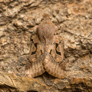 Buemerket seljefly (Orthosia gothica)