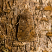 Variabelt flatfly (Conistra vaccinii)