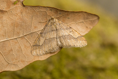 Vårfrostmåler (Agriopis marginaria)