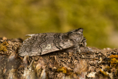 Vårhalvspinner (Achlya flavicornis)