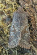 Buemerket seljefly (Orthosia gothica)