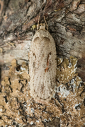 Agonopterix ocellana