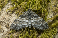 Ospetungemåler (Lobophora halterata)