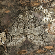 Orebuskmåler (Hydriomena impluviata)