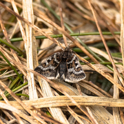 Svartflekkheifly (Anarta melanopa)