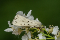 Punkttigerspinner (Spilosoma lubricipeda)