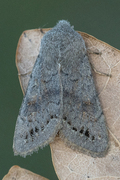 Plettseljefly (Orthosia populeti)