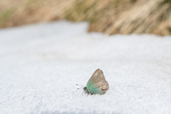 Grønnstjertvinge (Callophrys rubi)