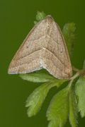 Bregnemåler (Petrophora chlorosata)