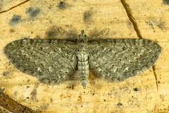 Engdvergmåler (Eupithecia satyrata)