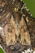 Kileengfly (Apamea crenata)