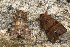 Rødt hagefly (Ceramica pisi)