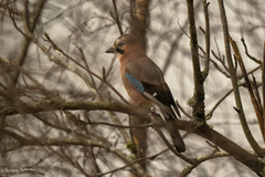 Nøtteskrike (Garrulus glandarius)