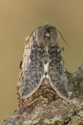 Vårhalvspinner (Achlya flavicornis)