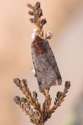 Fiolett vårfly (Cerastis rubricosa)