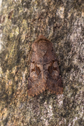 Buemerket seljefly (Orthosia gothica)