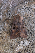 Buemerket seljefly (Orthosia gothica)