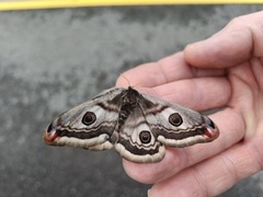 Nattpåfugløye (Saturnia pavonia)