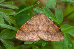 Bred skumringsmåler (Plagodis pulveraria)