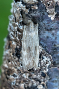 Brunt kappefly (Lithophane socia)