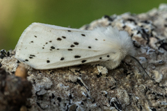 Punkttigerspinner (Spilosoma lubricipeda)