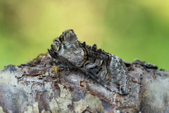 Grått neslefly (Abrostola tripartita)