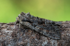 Busklundfly (Lacanobia thalassina)