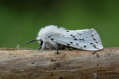 Punkttigerspinner (Spilosoma lubricipeda)