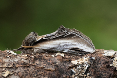 Seljetannspinner (Pheosia tremula)