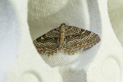 Bølgeduskmåler (Rheumaptera undulata)