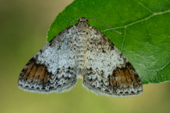 Almemåler (Venusia blomeri)