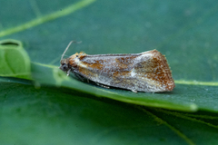 Skumringsvikler (Eulia ministrana)