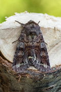 Rødt hagefly (Ceramica pisi)