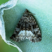 Hvitkantglansfly (Deltote pygarga)
