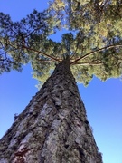 Furu (Pinus sylvestris)