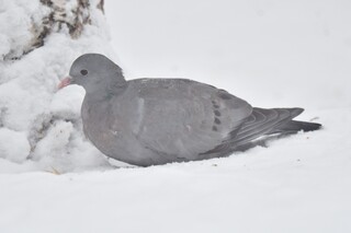 Skogdue (Columba oenas)