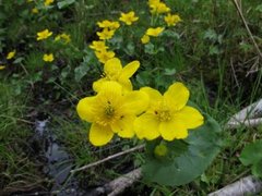 Bekkeblom (Caltha palustris)