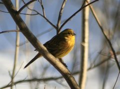 Gulspurv (Emberiza citrinella)