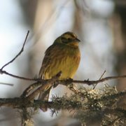 Gulspurv (Emberiza citrinella)