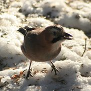 Nøtteskrike (Garrulus glandarius)