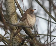 Svartstrupetrost (Turdus atrogularis)