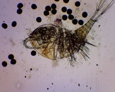 Hoppekreps (Copepoda)